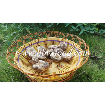 Cogumelo de Shiitake da flor do chá 3kgs secado